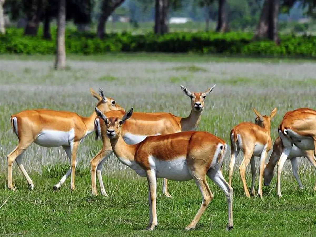 A related wildlife experience in Nepal