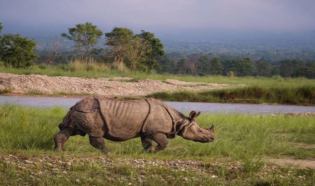 A related wildlife experience in Nepal