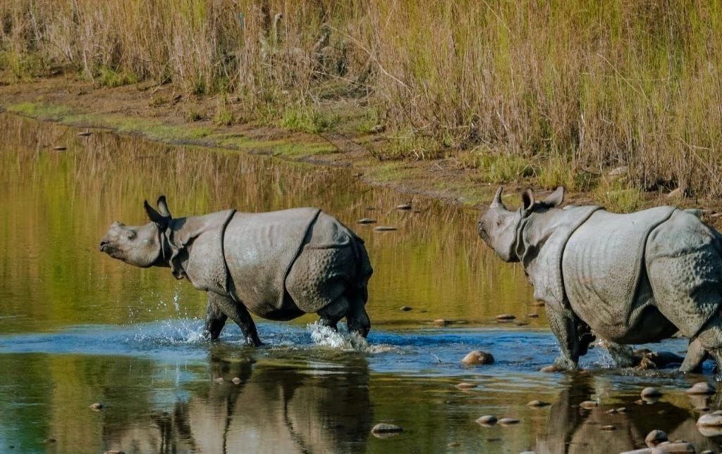 A related wildlife experience in Nepal