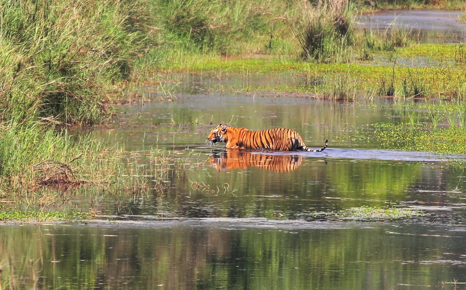 A related wildlife experience in Nepal