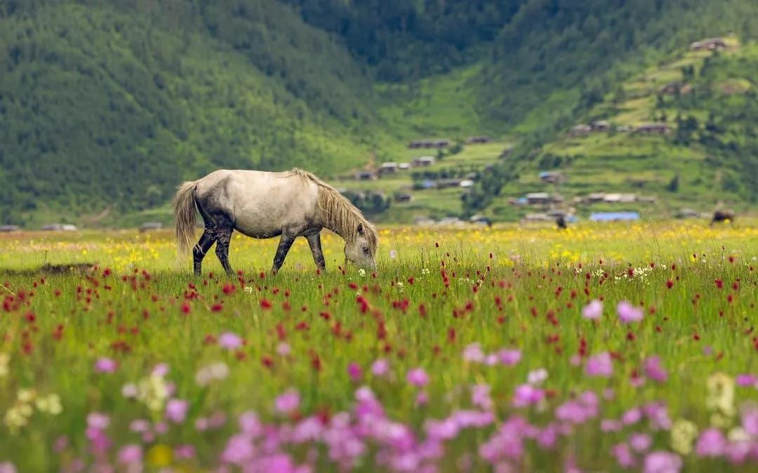 A related nature experience in Nepal