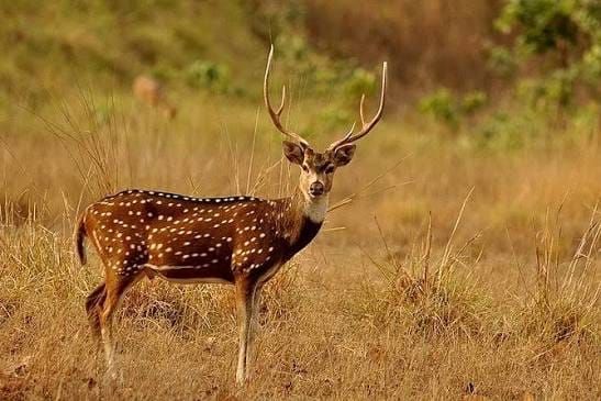 A related wildlife experience in Nepal