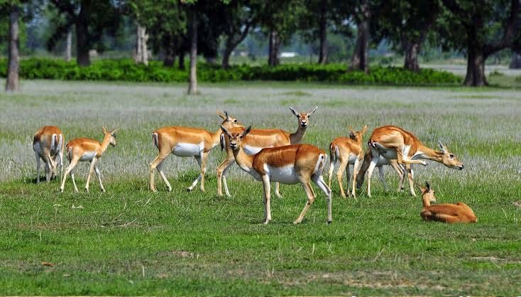 A related wildlife experience in Nepal
