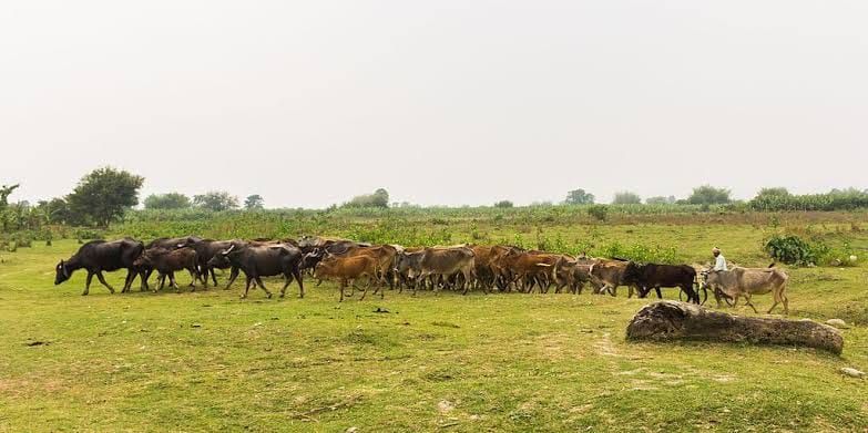 A related wildlife experience in Nepal