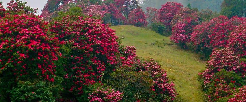 A related nature experience in Nepal