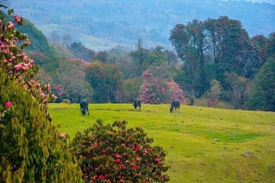 A related nature experience in Nepal